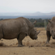 The only two living northern white rhinos left in the world, Fatu (left) and Najin (right).
